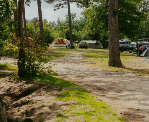 Bosplaatsen kamperen camping bakkum in het voorjaar is het hier zo fijn